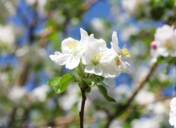 Apple blommor — Stockfoto