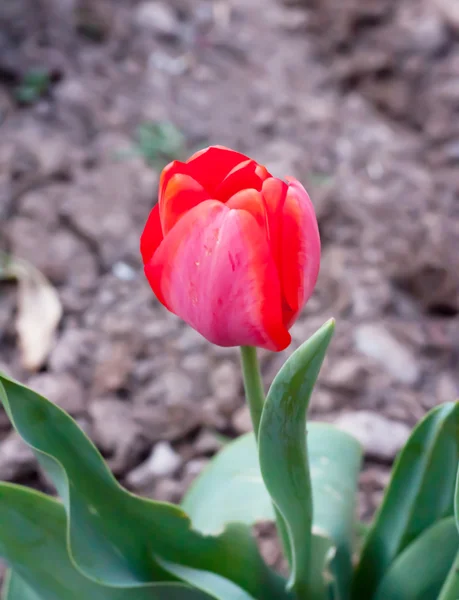 Tulipán. —  Fotos de Stock
