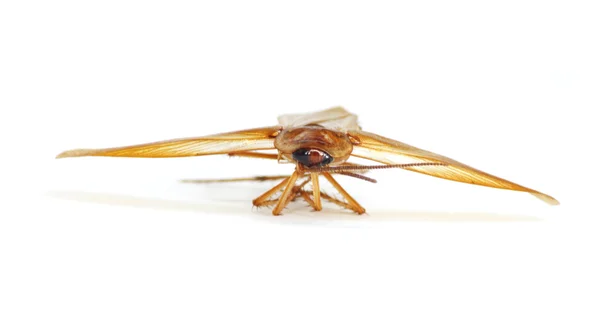 Hamam böceği kanatlarını — Stok fotoğraf