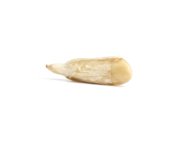 Semilla de la semilla. macro — Stok fotoğraf