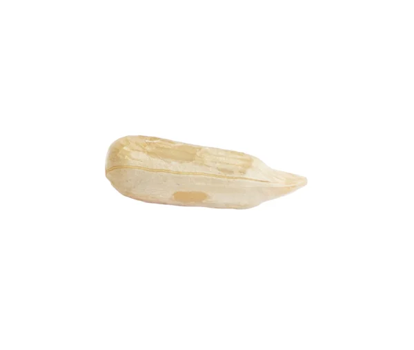 Semilla de la semilla. macro — Stok fotoğraf