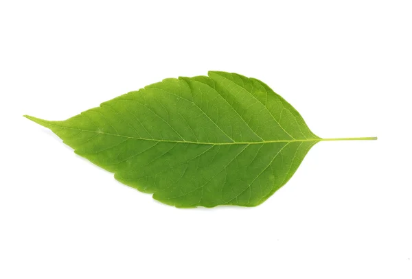 白地に孤立した緑の葉 — ストック写真