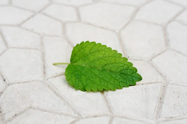 Grünes Blatt von einem Baum auf einem Steinhintergrund — Stockfoto