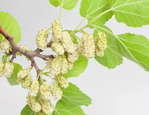 White mulberry — Stock Photo, Image