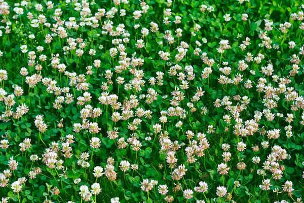 Trébol blanco (Trifolium repens ) — Foto de Stock