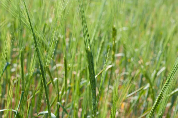 Una vista de cerca de una cabeza llena de grano de centeno creciendo en un campo . —  Fotos de Stock