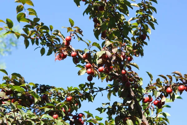 梅の優れた果物 — ストック写真