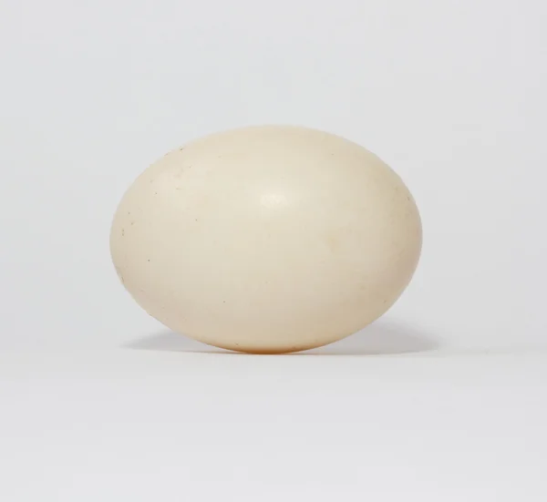 Яйцо утки — стоковое фото