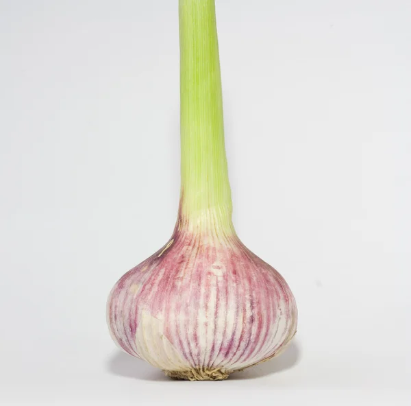 stock image Garlic bulb isolated on white