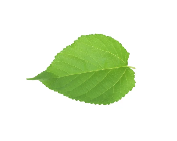 Folha verde de Hibisco; close-up sobre fundo branco — Fotografia de Stock
