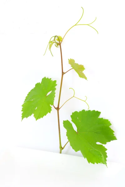 Ramo com folhas de uva — Fotografia de Stock