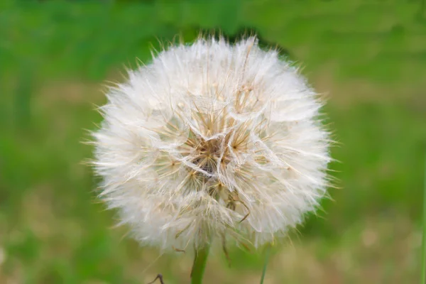 Dandelion over green outdoor background — Stock Photo, Image