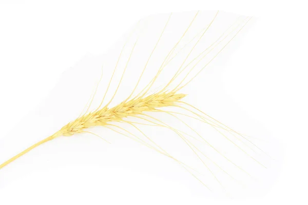 Spiga di grano su sfondo bianco — Foto Stock