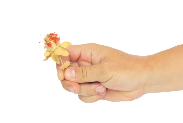 Mão com flor seca em um fundo branco — Fotografia de Stock