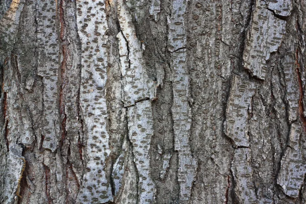 Бесшовный рисунок дерева — стоковое фото
