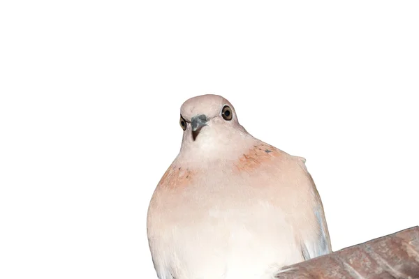 Pigeon sur fond blanc — Photo
