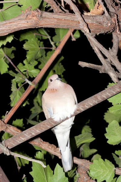 Dove at night — Stock Photo, Image