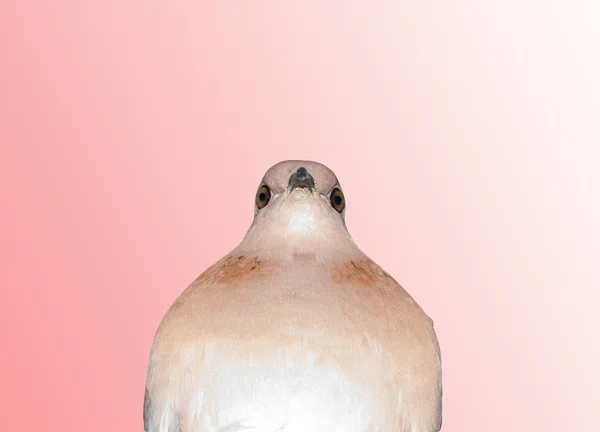Pigeon on a pink gradient — Stock Photo, Image
