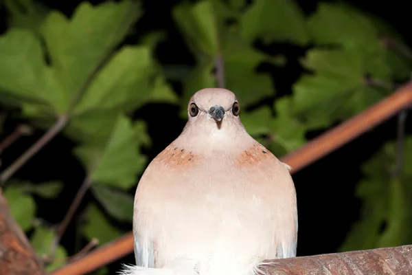 stock image Dove at night