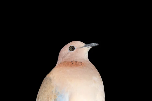 Dove on a black background — Stock Photo, Image