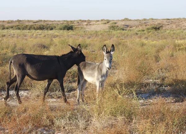 stock image Two donkeys, mother and a cub standing in green surrounding look