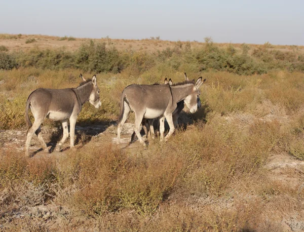 Pack ezels uitvoeren — Stockfoto