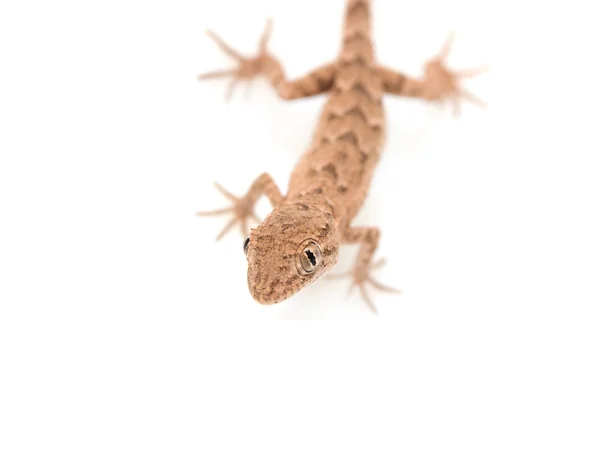 Gad brązowe nakrapiane gecko na białym tle — Zdjęcie stockowe