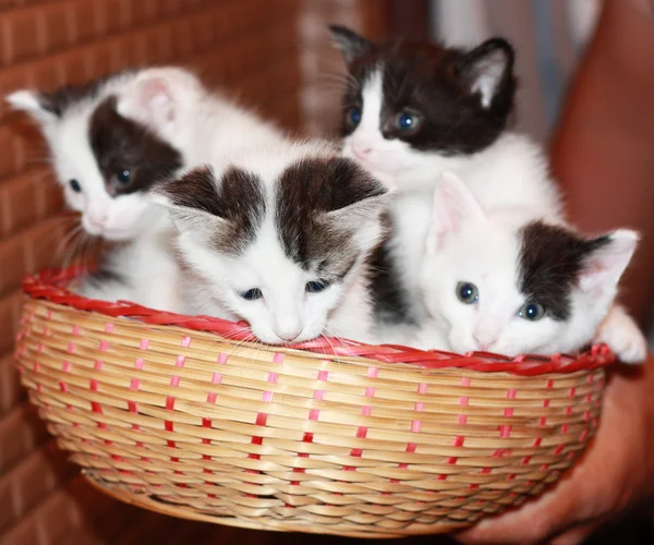 Fyra kattungar — Stockfoto