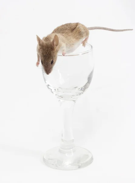 Rato em um copo de cristal — Fotografia de Stock