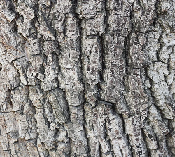 Gamla träd bark konsistens — Stockfoto