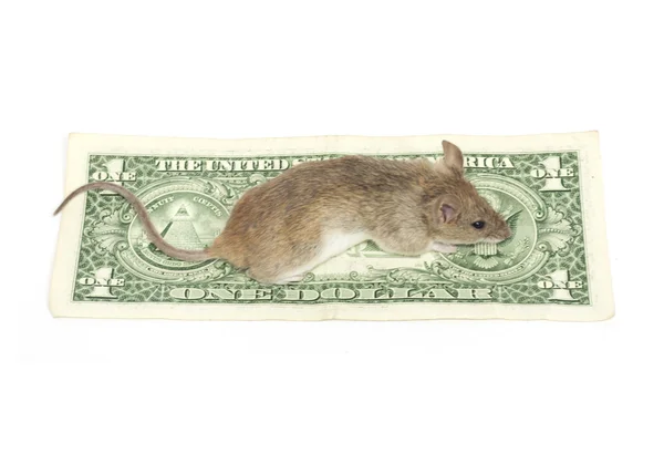 Mouse and the dollar on a white background — Stock Photo, Image