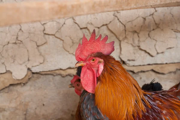 Retrato de gallo de buen aspecto —  Fotos de Stock