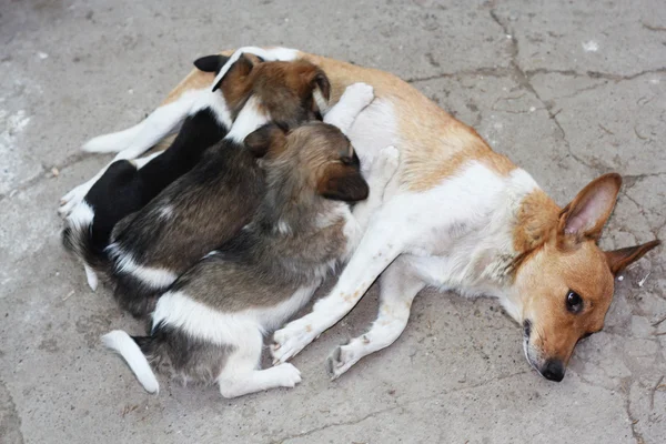 stock image Three puppies suckle tit