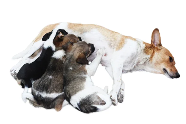 Três cachorros mamar tit — Fotografia de Stock