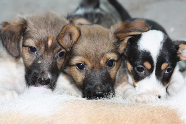 Three puppies suckle sit — стоковое фото