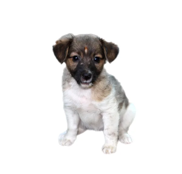 Puppy on white — Stock Photo, Image
