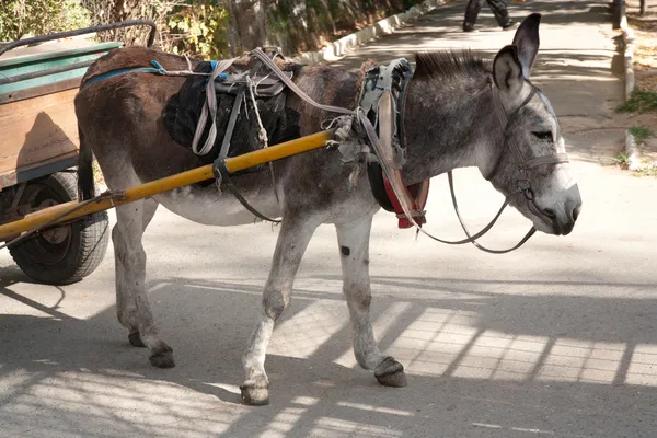 stock image Donkey with a cart