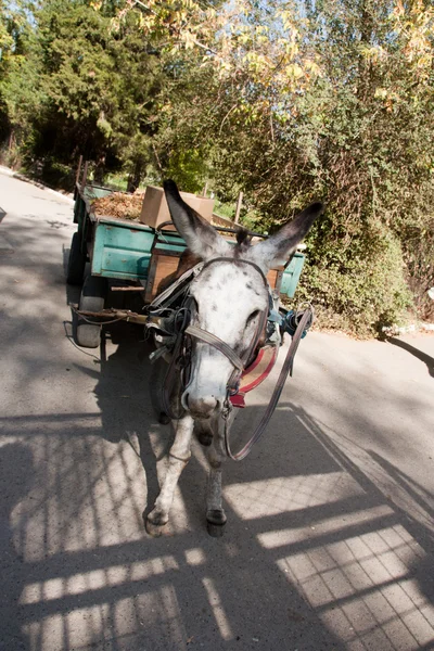 stock image Donkey with a cart