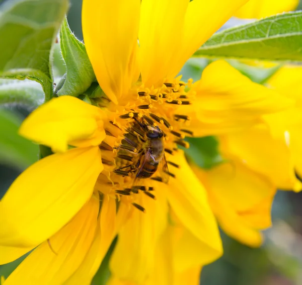 Primer plano de la abeja en el hermoso girasol amarillo brillante — Foto de Stock