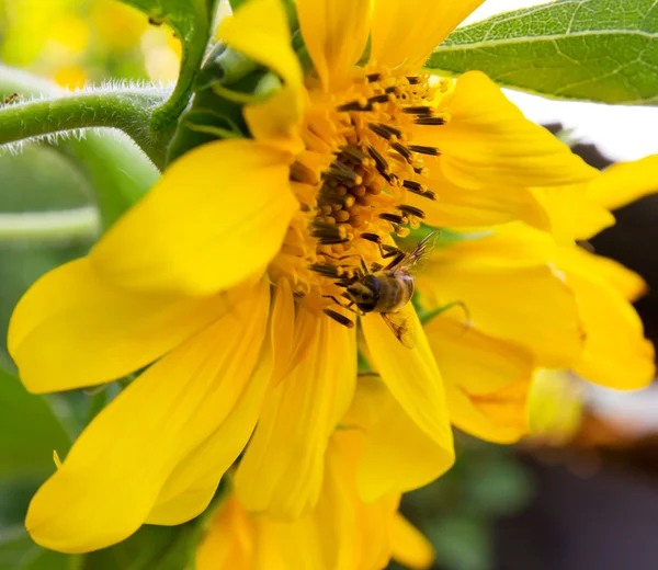 Zbliżenie pszczoły na piękny jasny żółty słonecznik — Zdjęcie stockowe