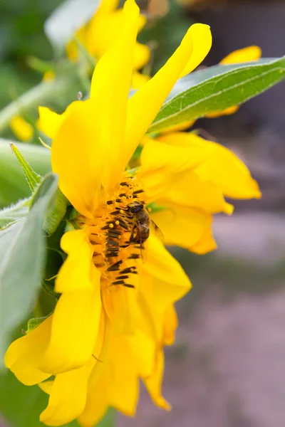 Ayçiçeğindeki arı — Stok fotoğraf