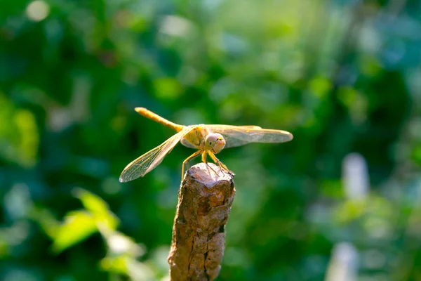 Dragonfly spreads wings — Stock Photo, Image