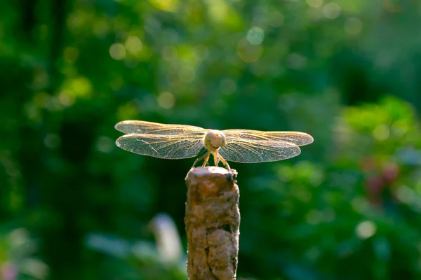 Dragonfly vingar fokusera på — Stockfoto