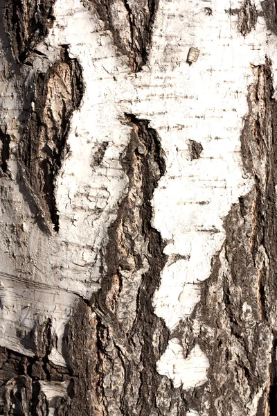 Художественная деревянная текстура стареющей березы — стоковое фото