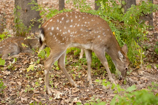 Dítě jeleni v lese. Bandhavgarh. Indie. — Stock fotografie