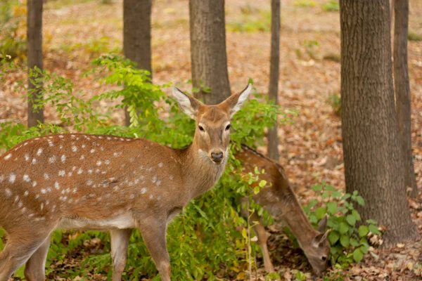 Dítě jeleni v lese. Bandhavgarh. Indie. — Stock fotografie