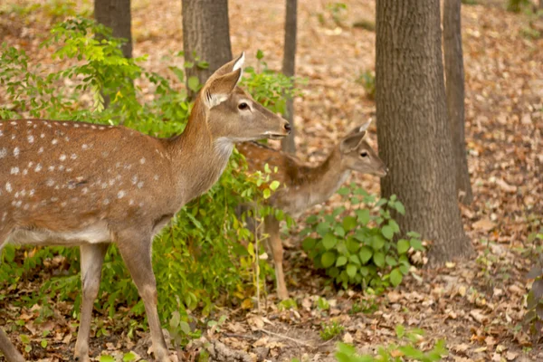 Child of the red deer in wood . Bandhavgarh. India. — Stock Photo, Image