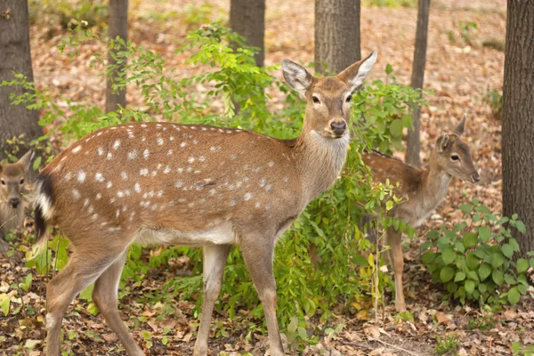 Child of the red deer in wood . Bandhavgarh. India. — Stock Photo, Image