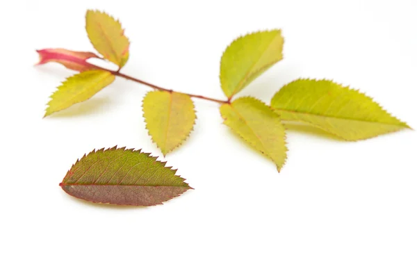 白い背景の上の 2 つの秋の葉 — ストック写真