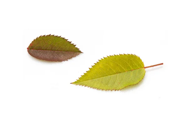 Δύο φύλλα φθινοπώρου σε άσπρο φόντο — Φωτογραφία Αρχείου